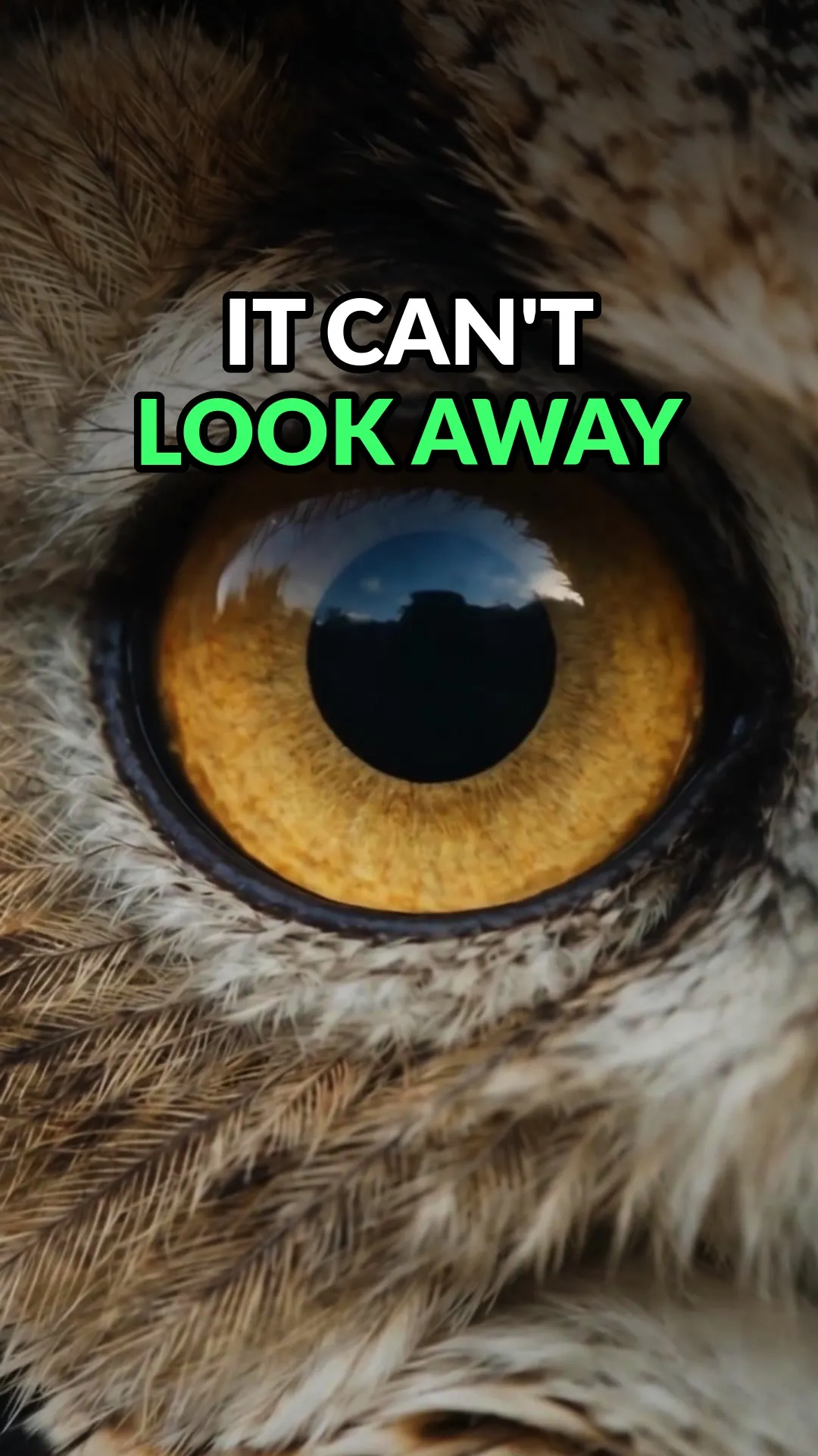 Extreme macro of a great horned owl's eye. The yellow iris and black pupil fill the frame, ringed by barred feathers.