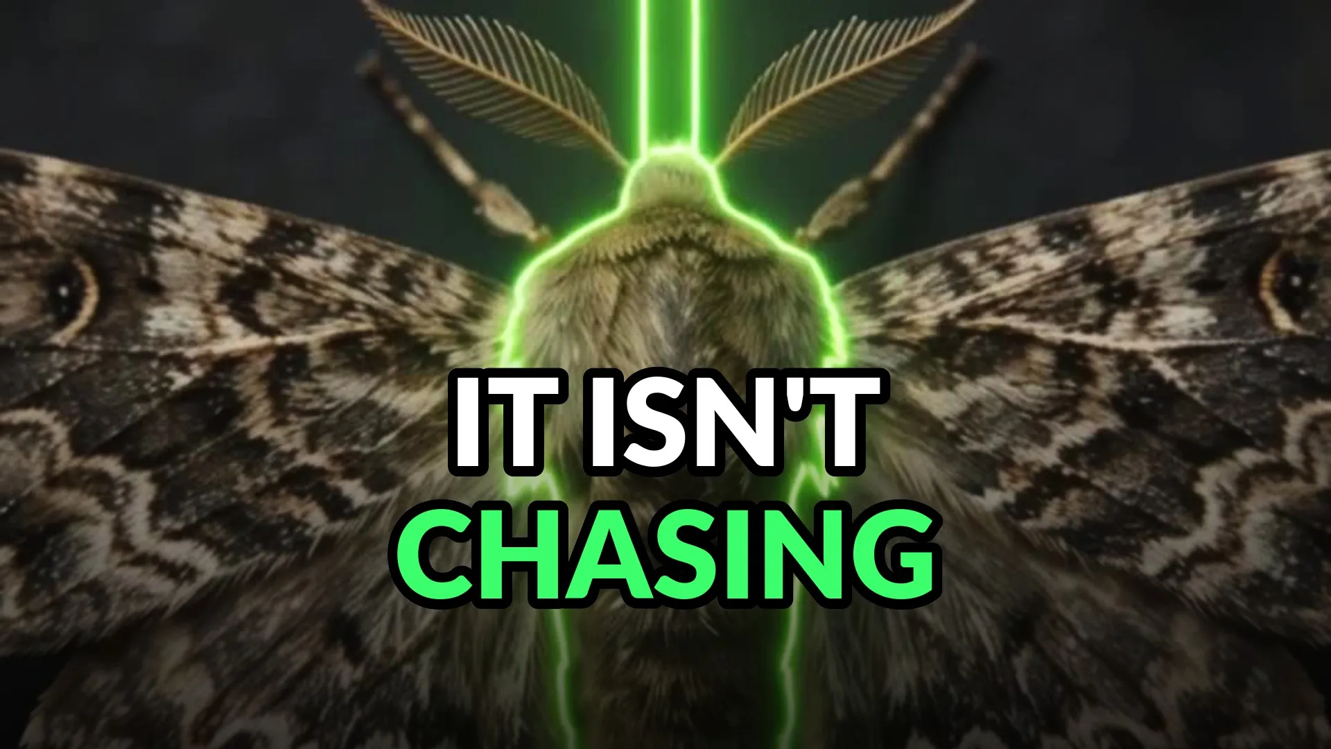 A moth head-on with feathered antennae spread, a green beam striking the top of its thorax. Burned-in caption: It isn't chasing.